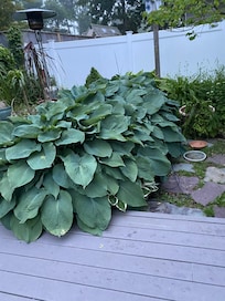 Beautiful hostas outside