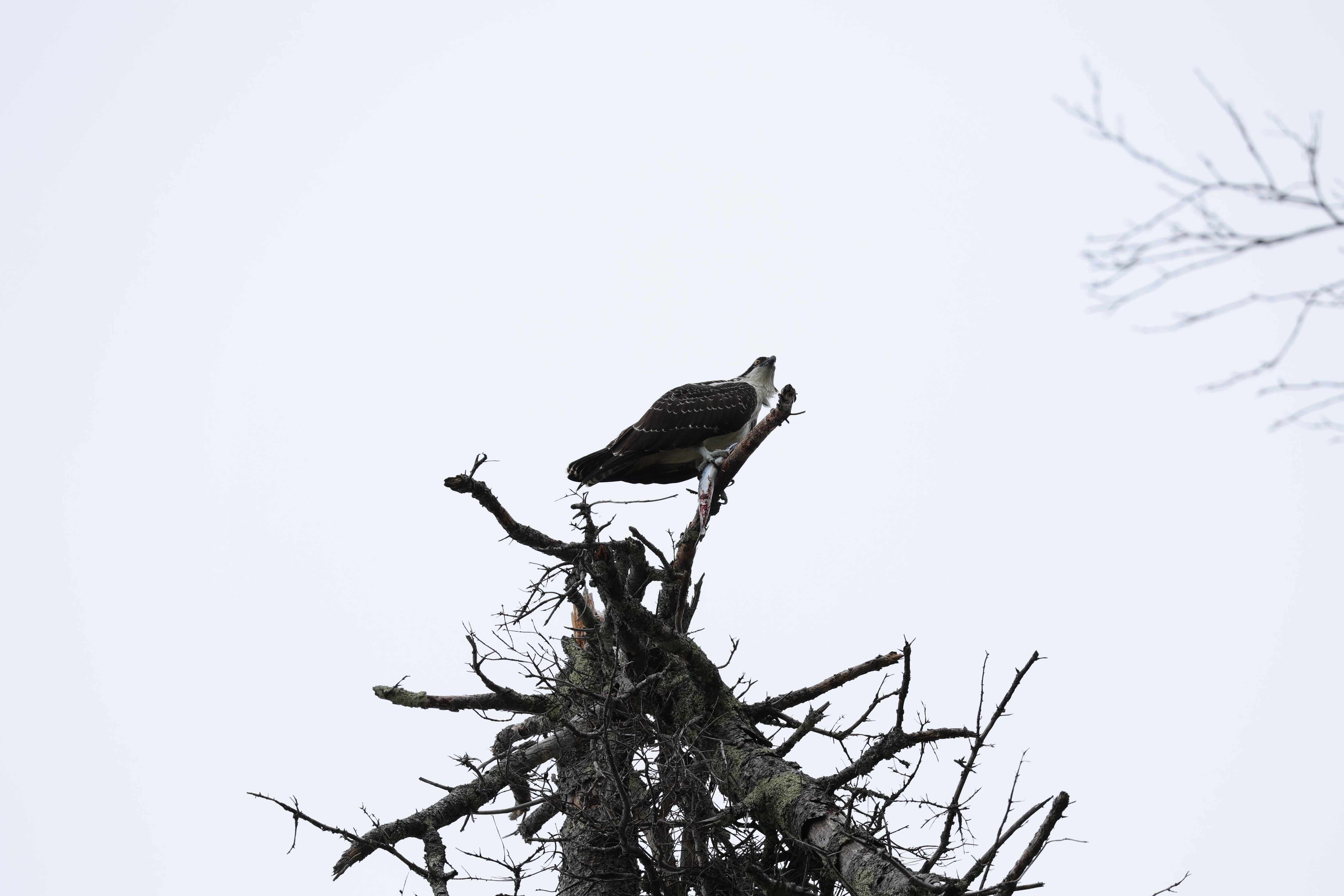 Osprey on a hike
