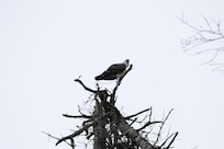Osprey on a hike