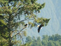 Bald eagles, seen from the apartment