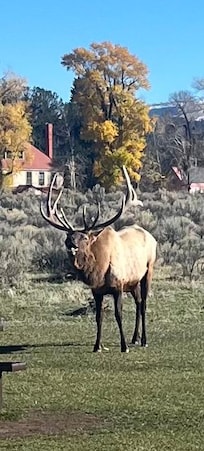 Beautiful elk in Yellowstone