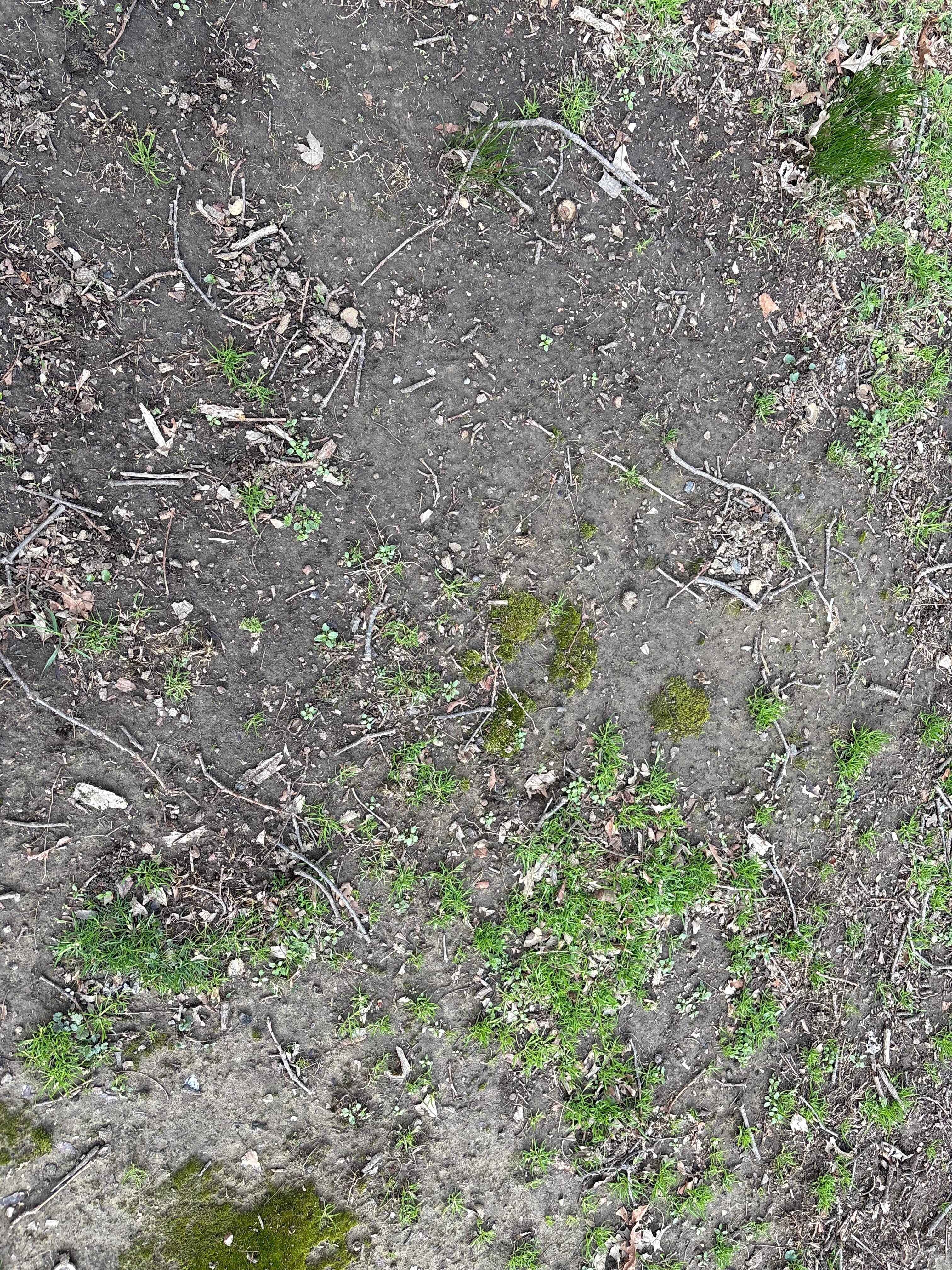 Back yard - little grass - mostly dirt/mud