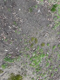 Back yard - little grass - mostly dirt/mud