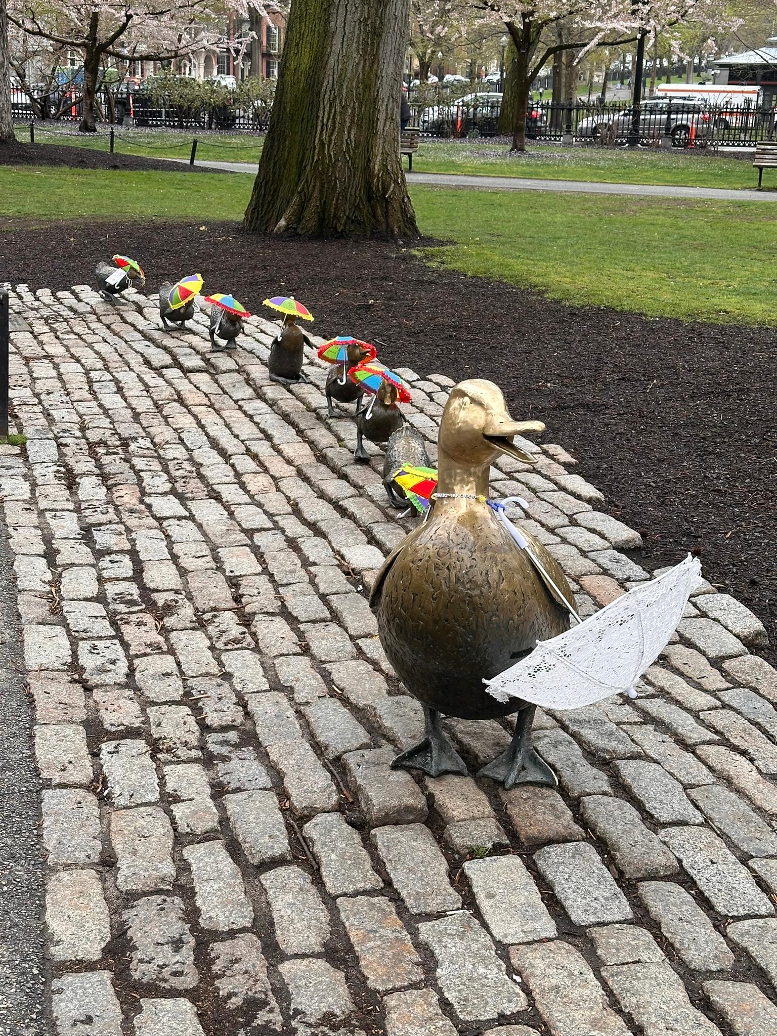 Wet weather ducks from Boston Common