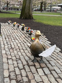 Wet weather ducks from Boston Common