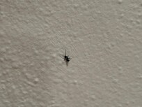Pests crawling on walls.