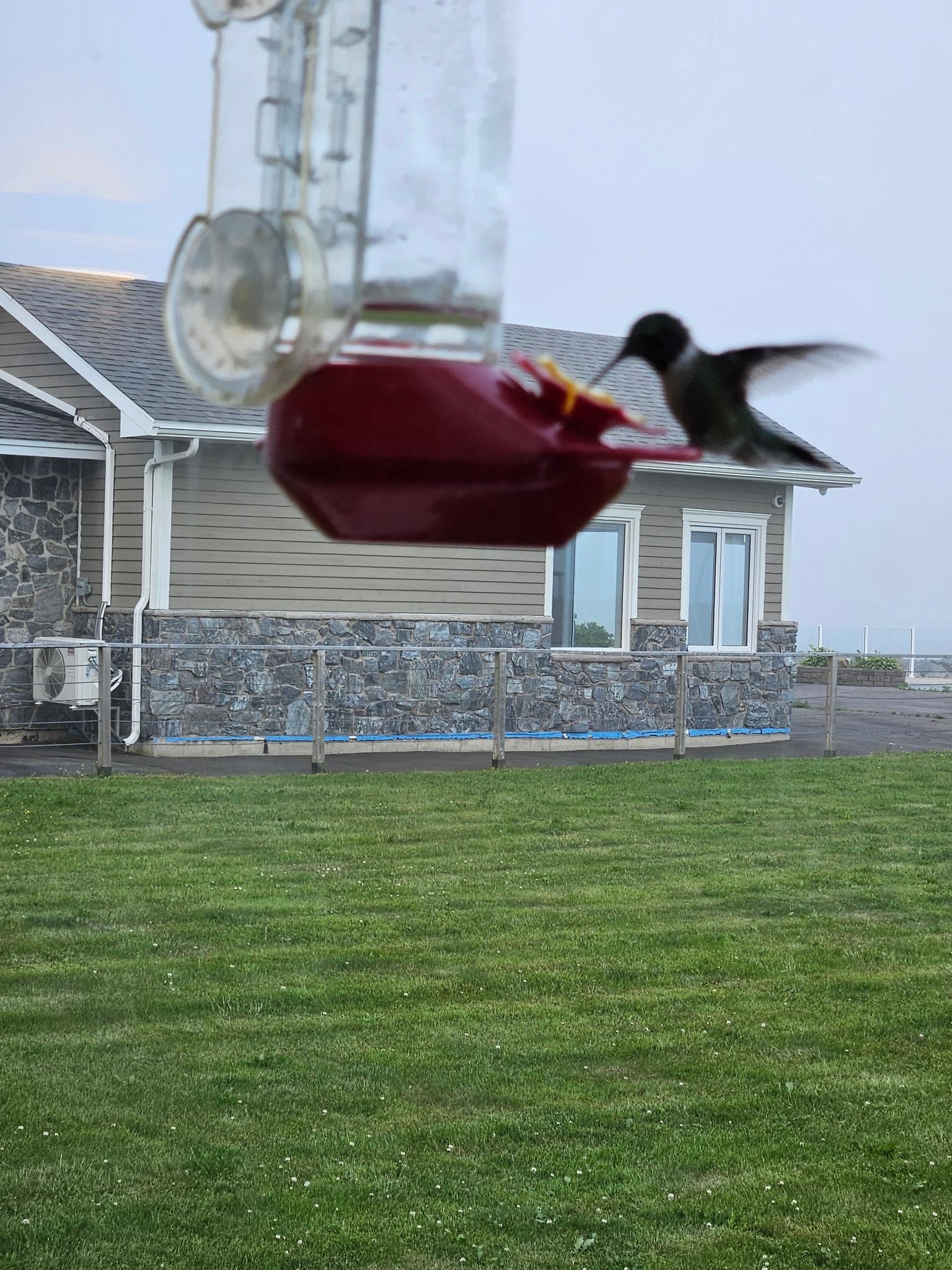 Dining with the hummingbirds