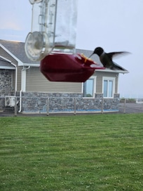 Dining with the hummingbirds