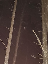 Zoom in to see the owl.