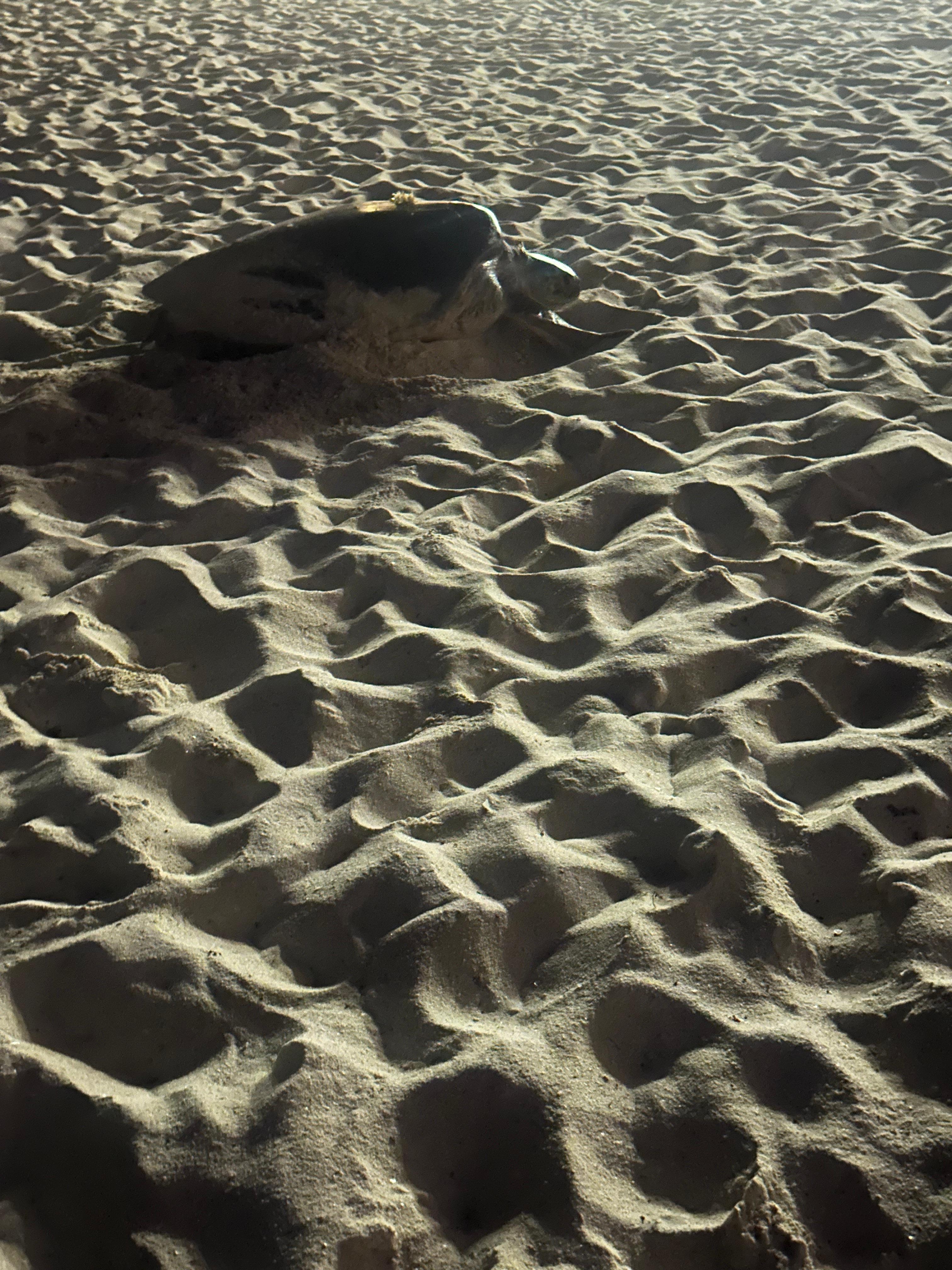 Had a pleasure to see a turtle 😀