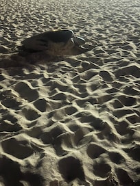 Had a pleasure to see a turtle 😀