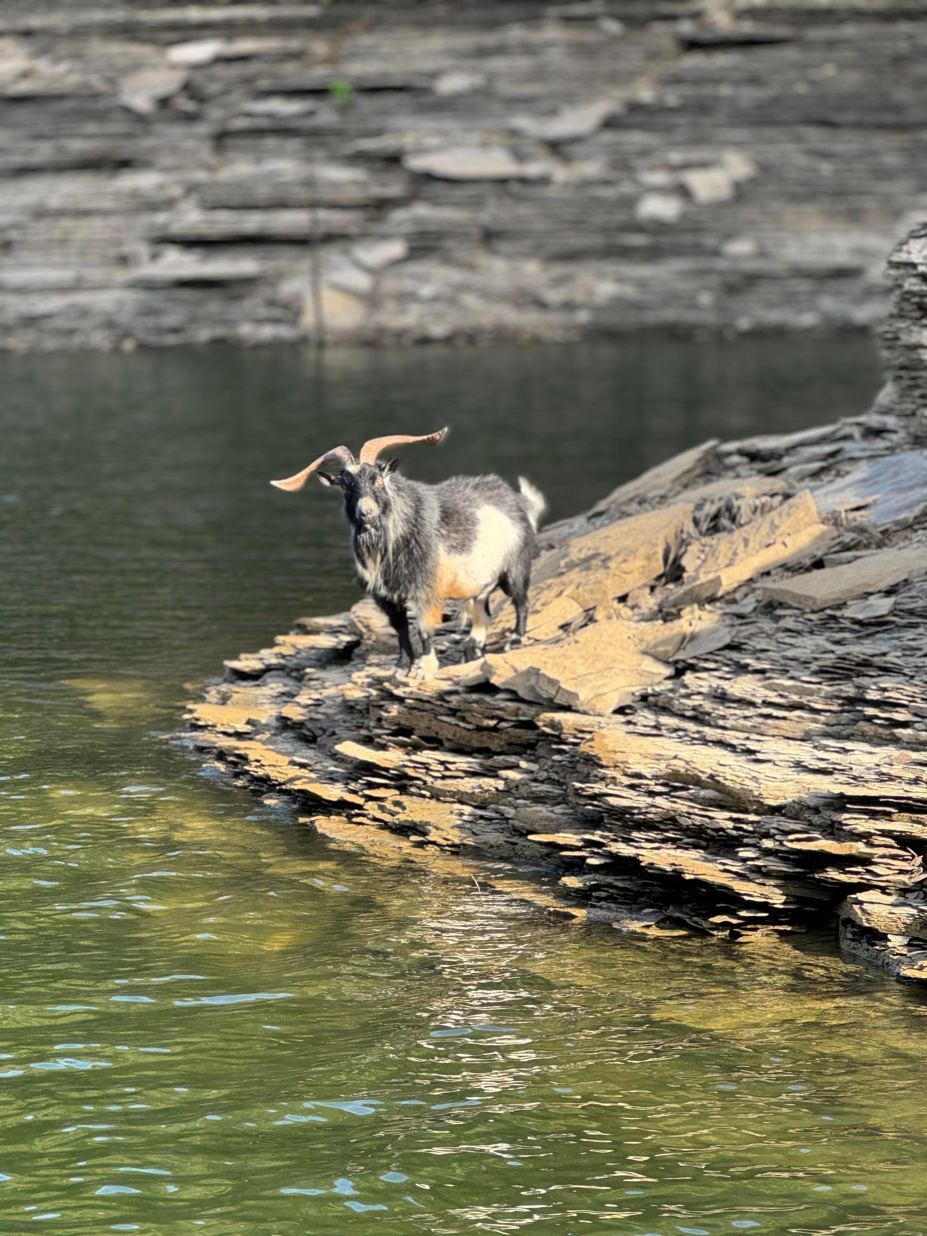 Wild goat at Bell Branch 