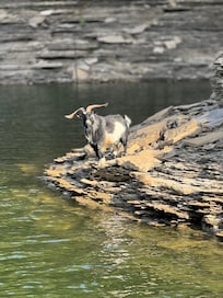 Wild goat at Bell Branch
