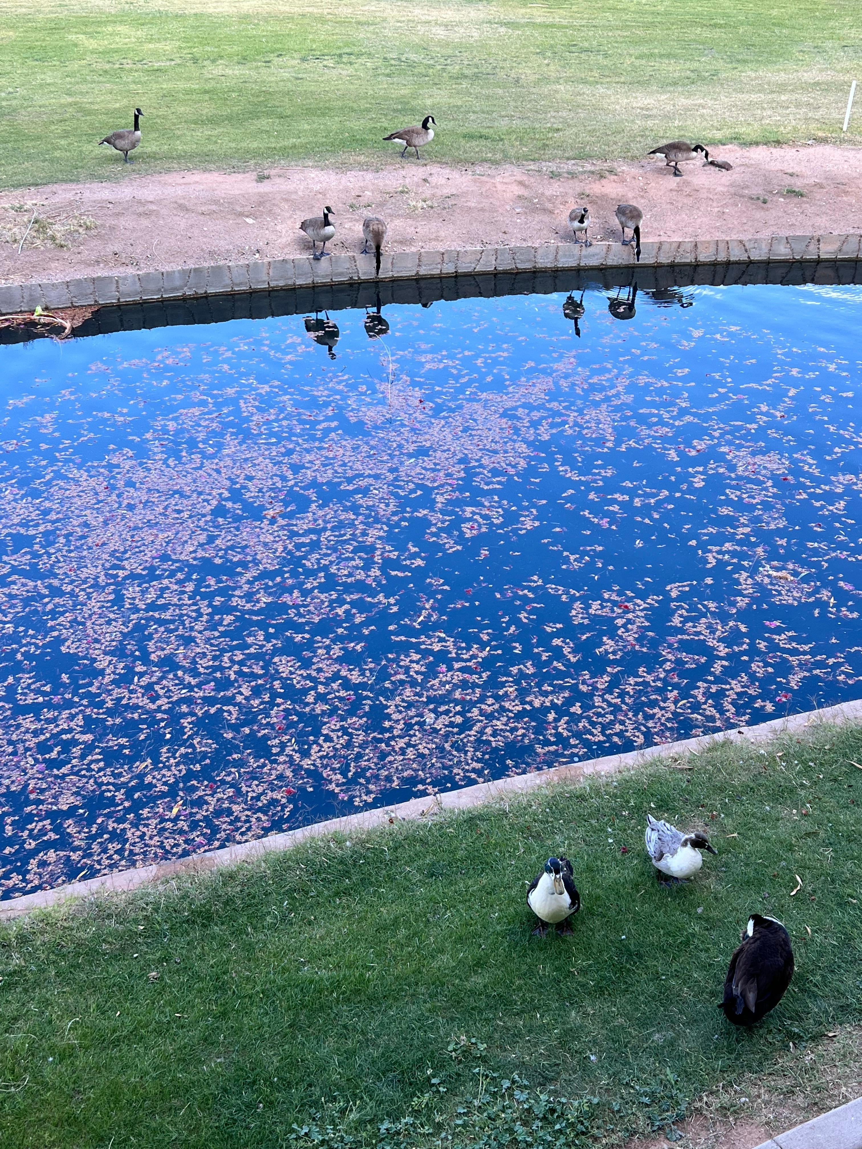 Moat outside the balcony. Lots of wildlife. 