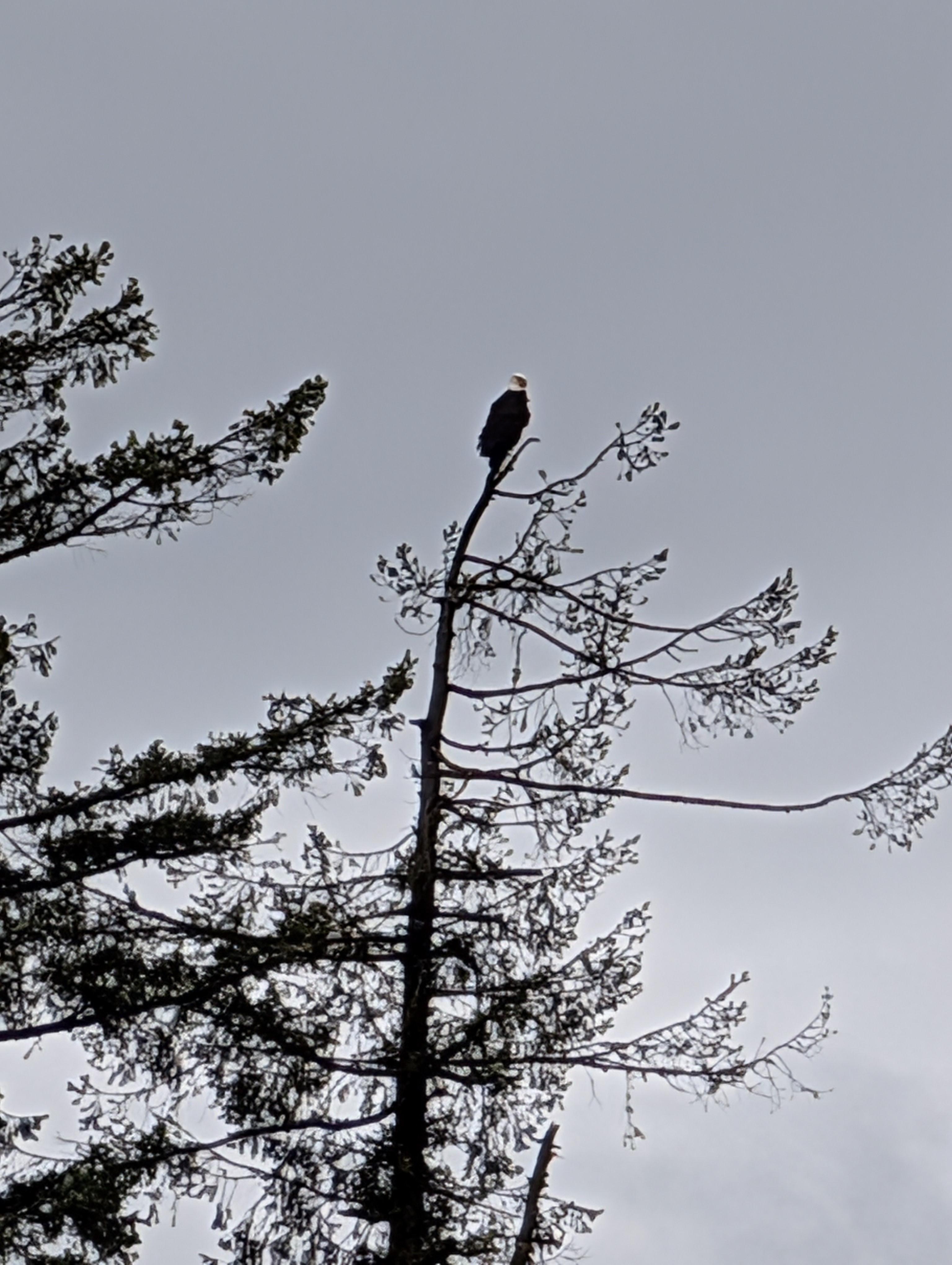 An Eagle Visit
