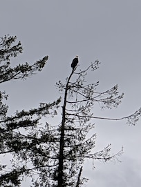An Eagle Visit
