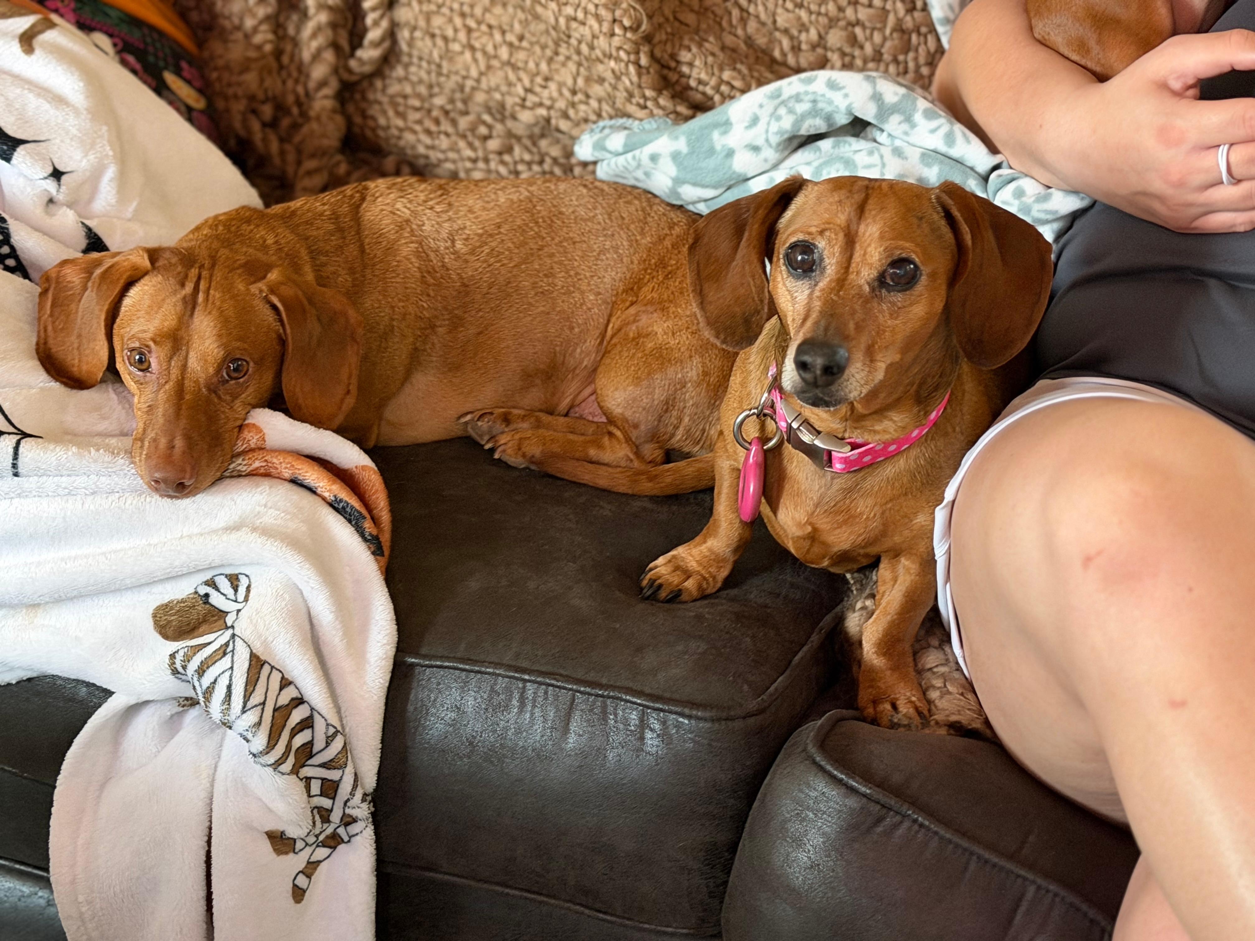 Pups made theirselves at home. Weekend was restful for us while the others in our group wondered around Pigeon Forge.