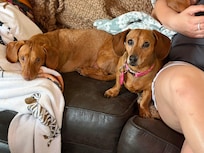 Pups made theirselves at home. Weekend was restful for us while the others in our group wondered around Pigeon Forge.