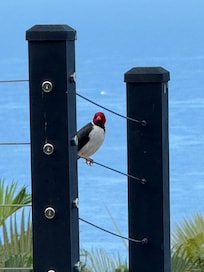 Daily visitor
