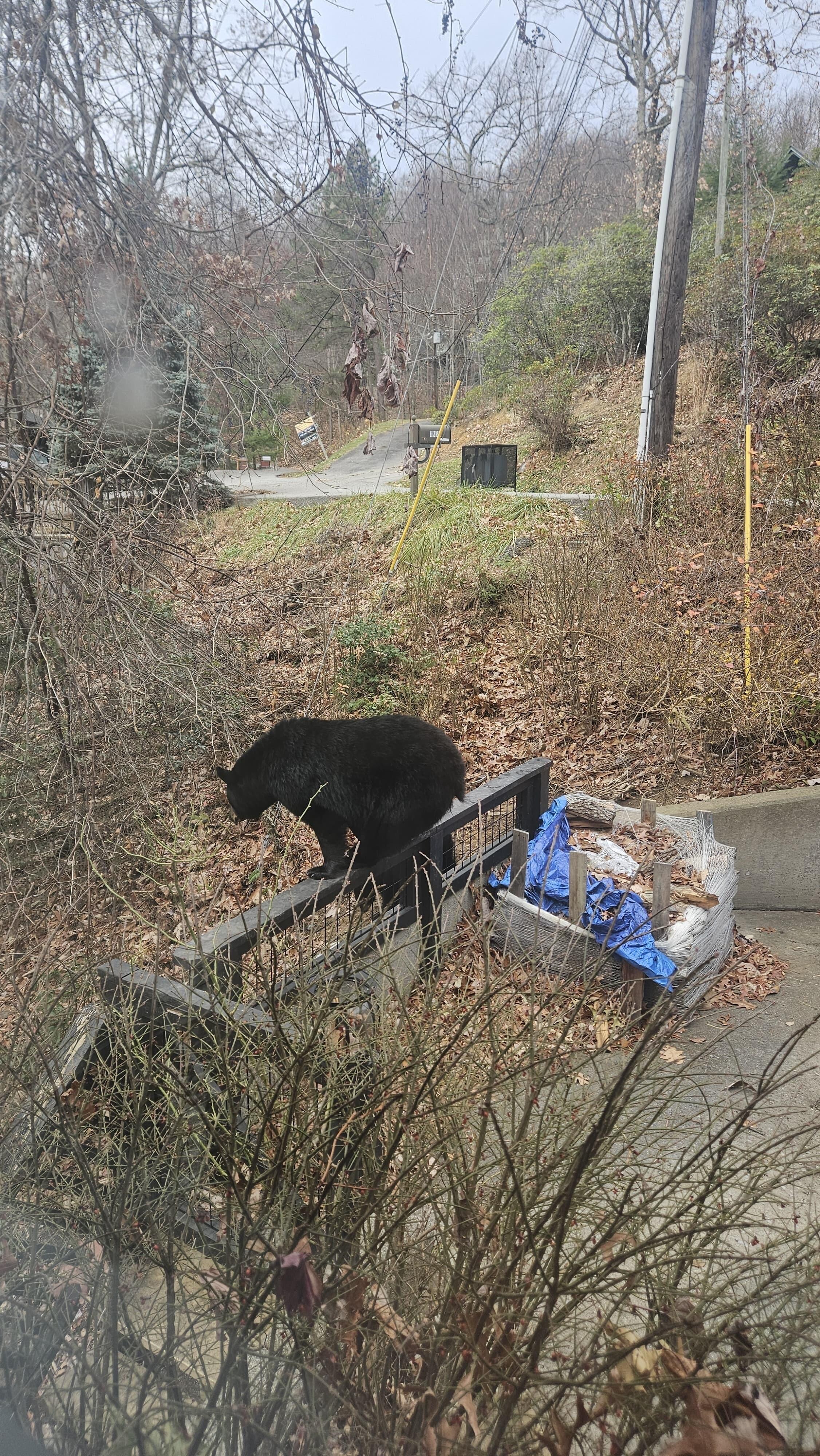 Unwanted pets but love the nature and experience 