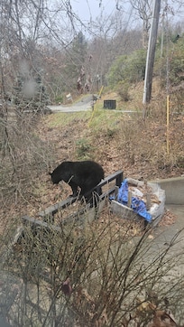 Unwanted pets but love the nature and experience