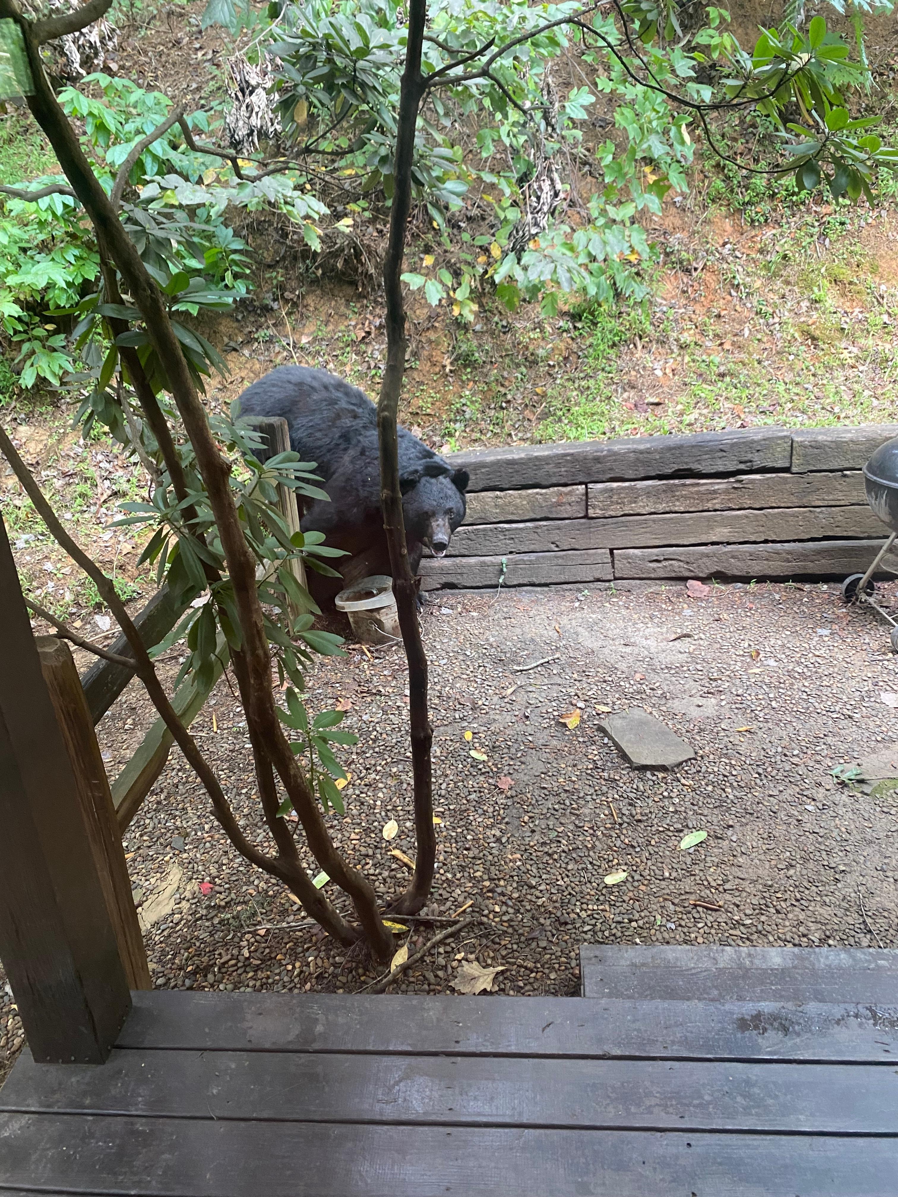 So exciting to see this bear up close! 