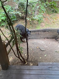 So exciting to see this bear up close!