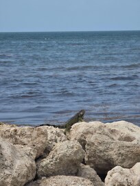 Local hanging out on the Atlantic view.