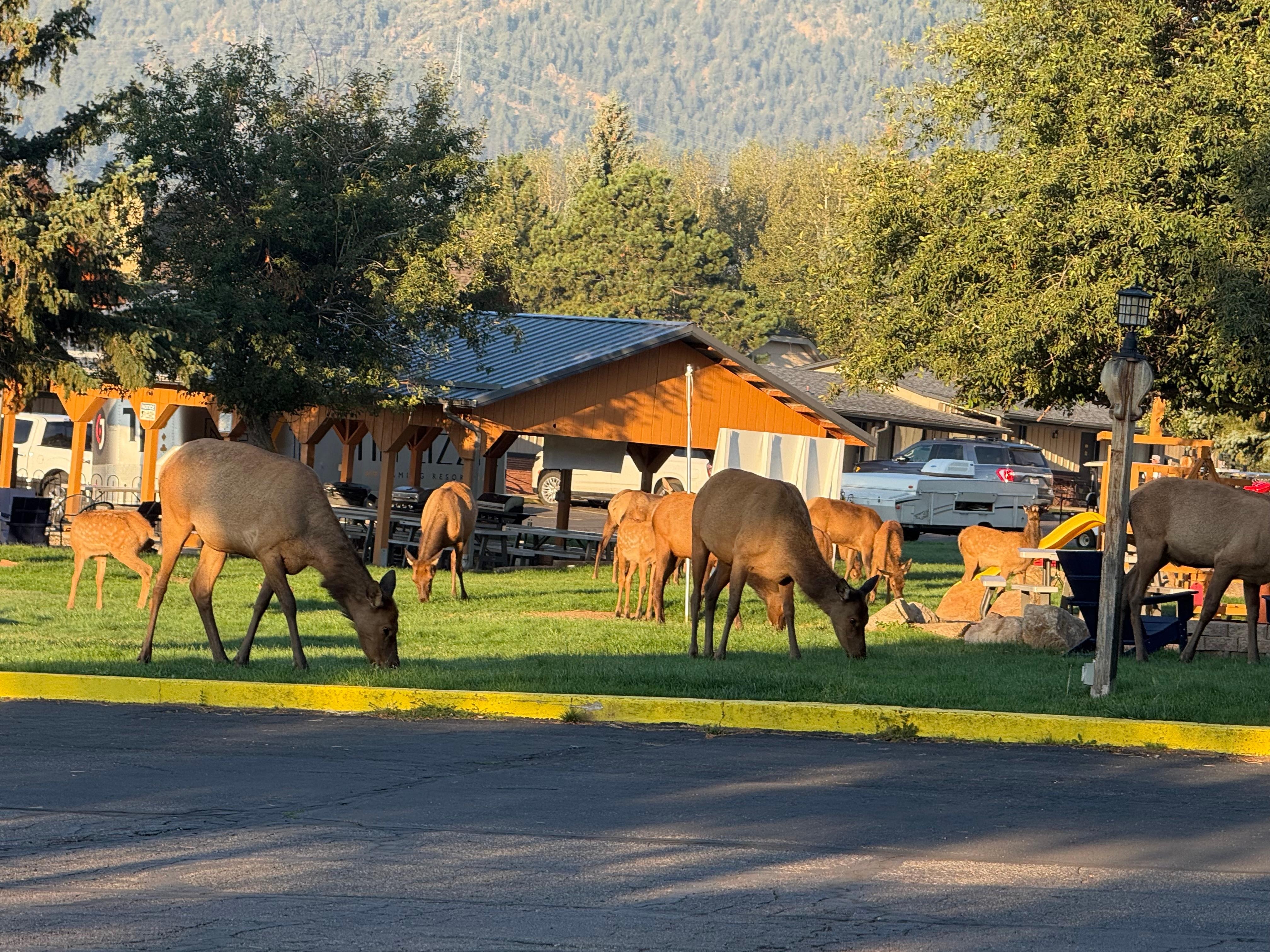 Visit by an elk herd to our hotel