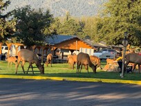 Visit by an elk herd to our hotel