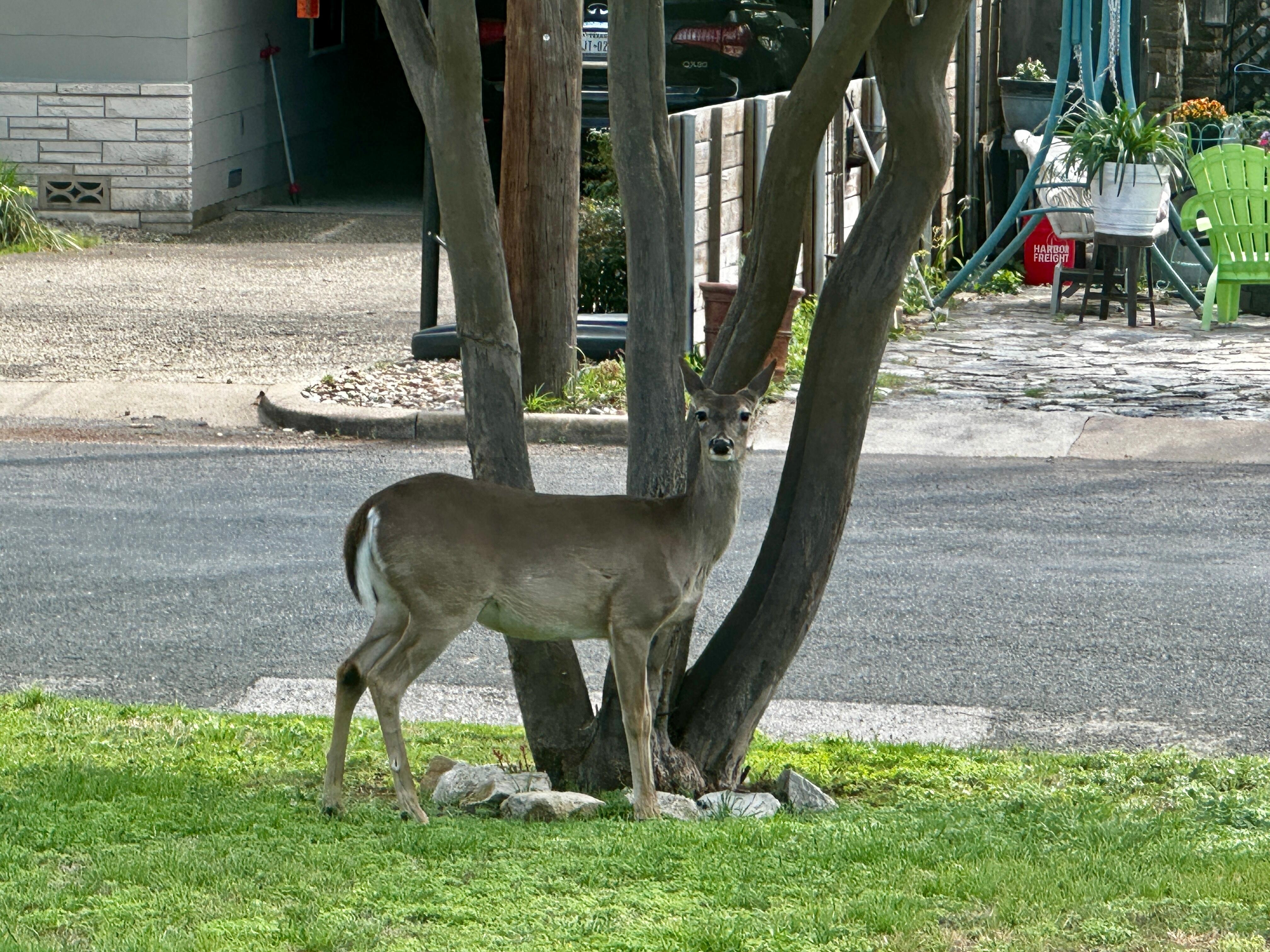 Deer in the front yard to greet us.