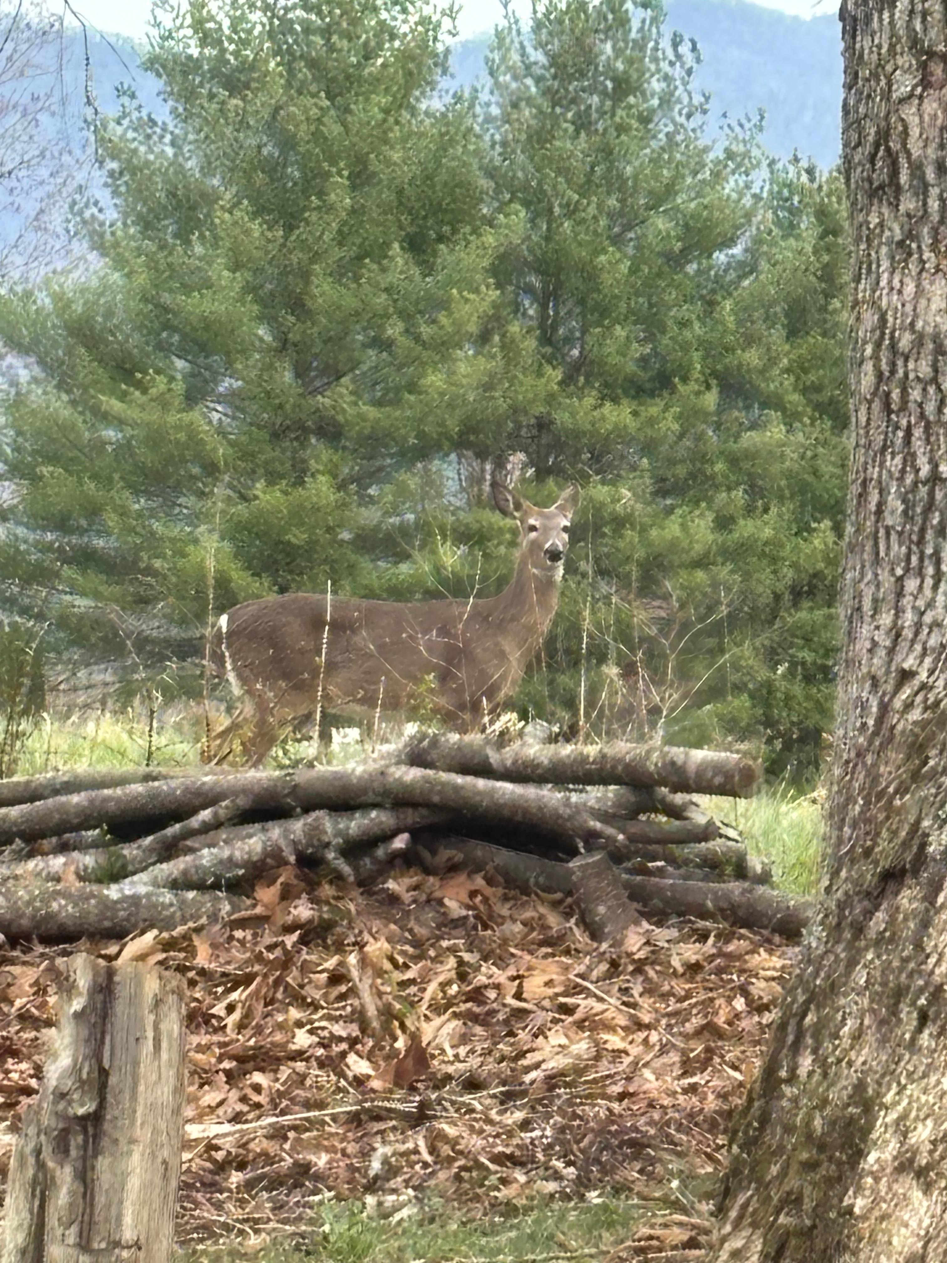 Another visitor in the backyard.