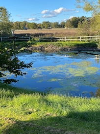 Damm i trädgården.