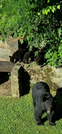 Mama with 4 cubs