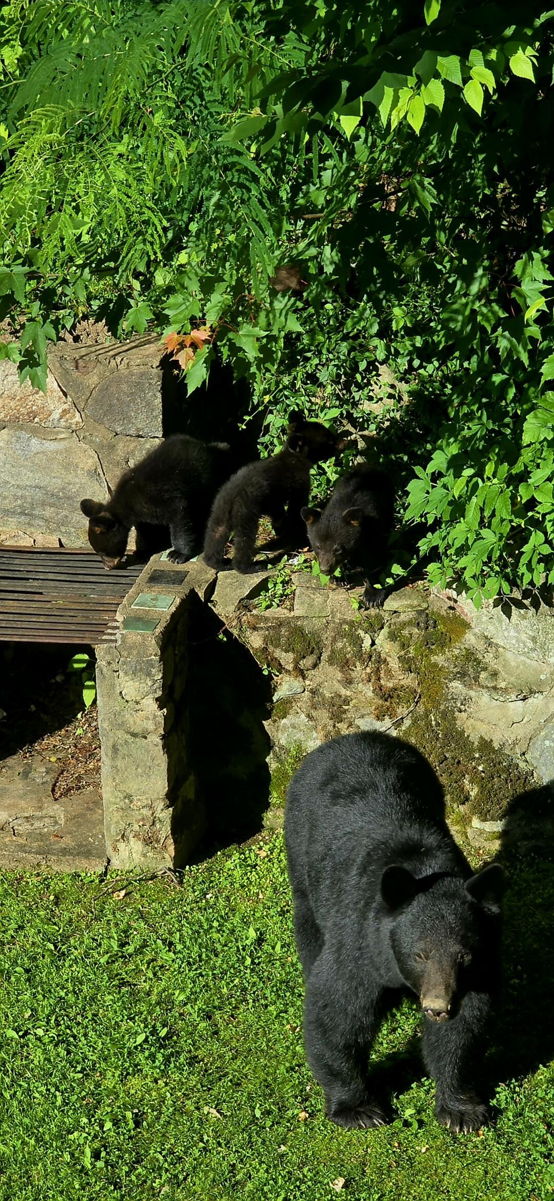 Mama with 4 cubs