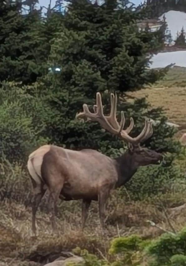 Elk at 10,000ft