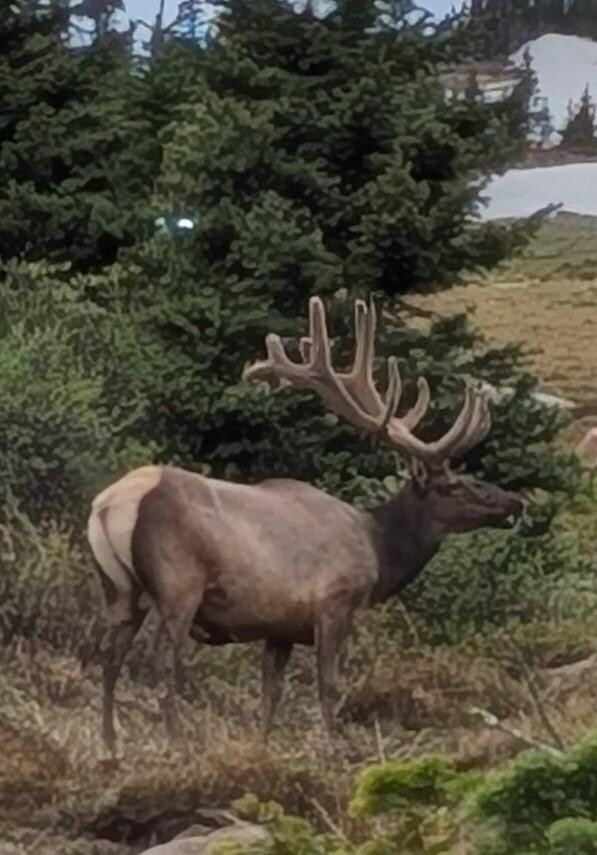 Elk at 10,000ft
