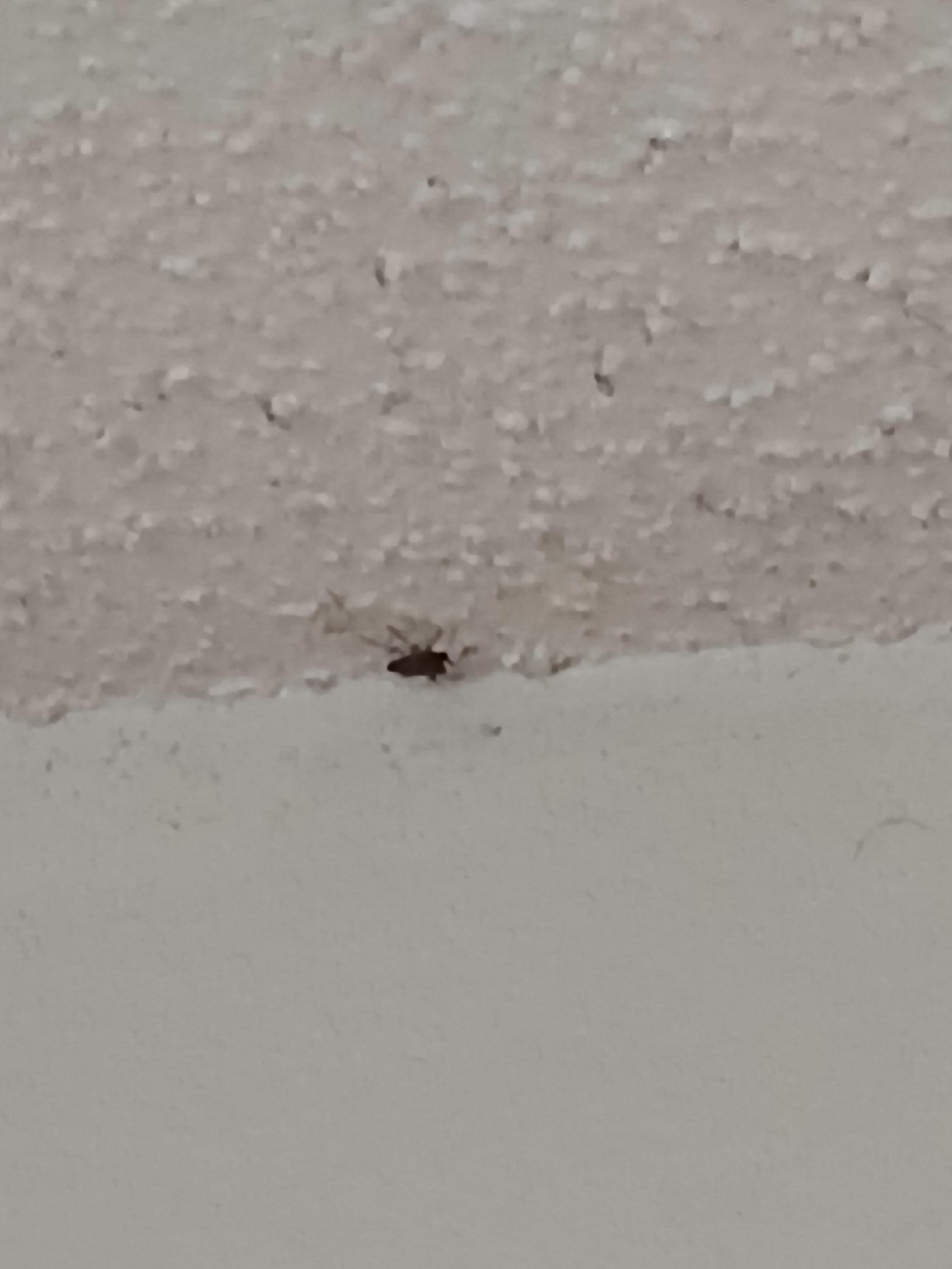 Bugs crawling across the ceiling 