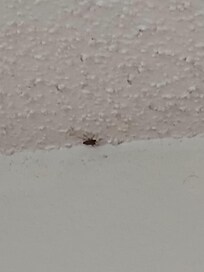 Bugs crawling across the ceiling