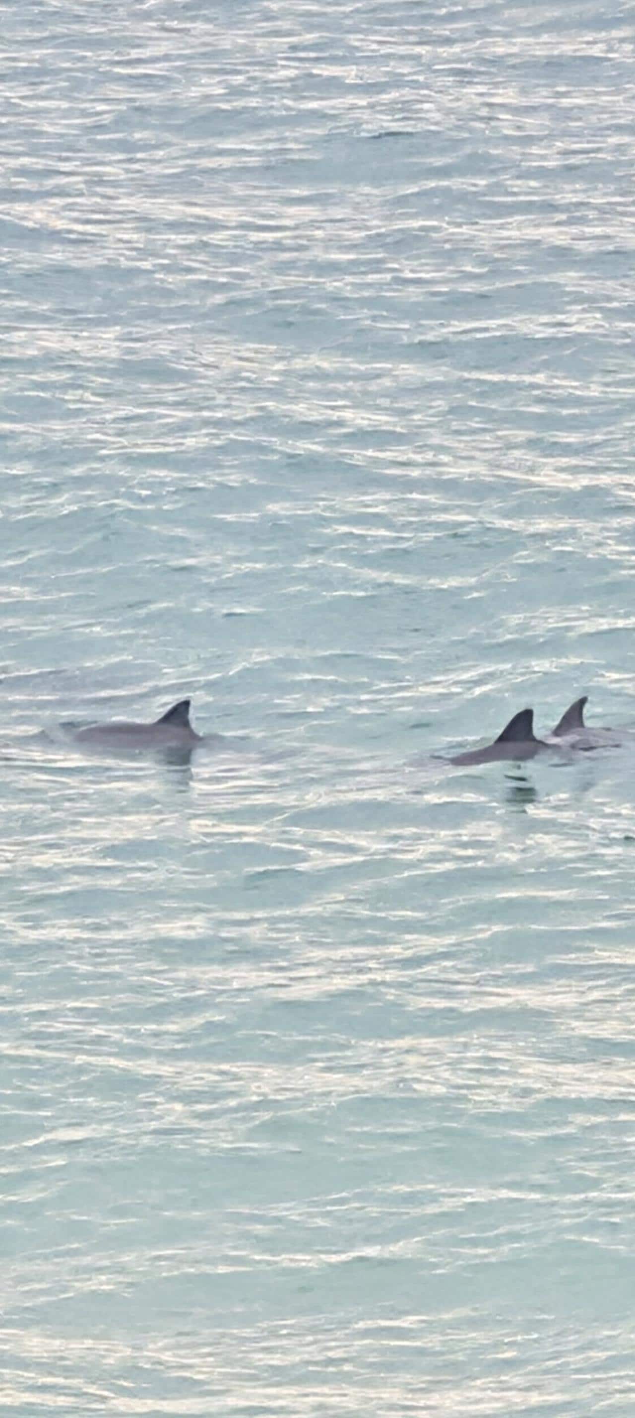 We saw dolphins daily twice a day. Morning and evening 