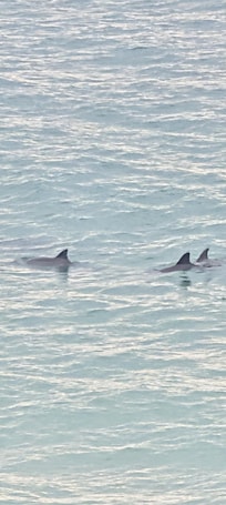 We saw dolphins daily twice a day. Morning and evening