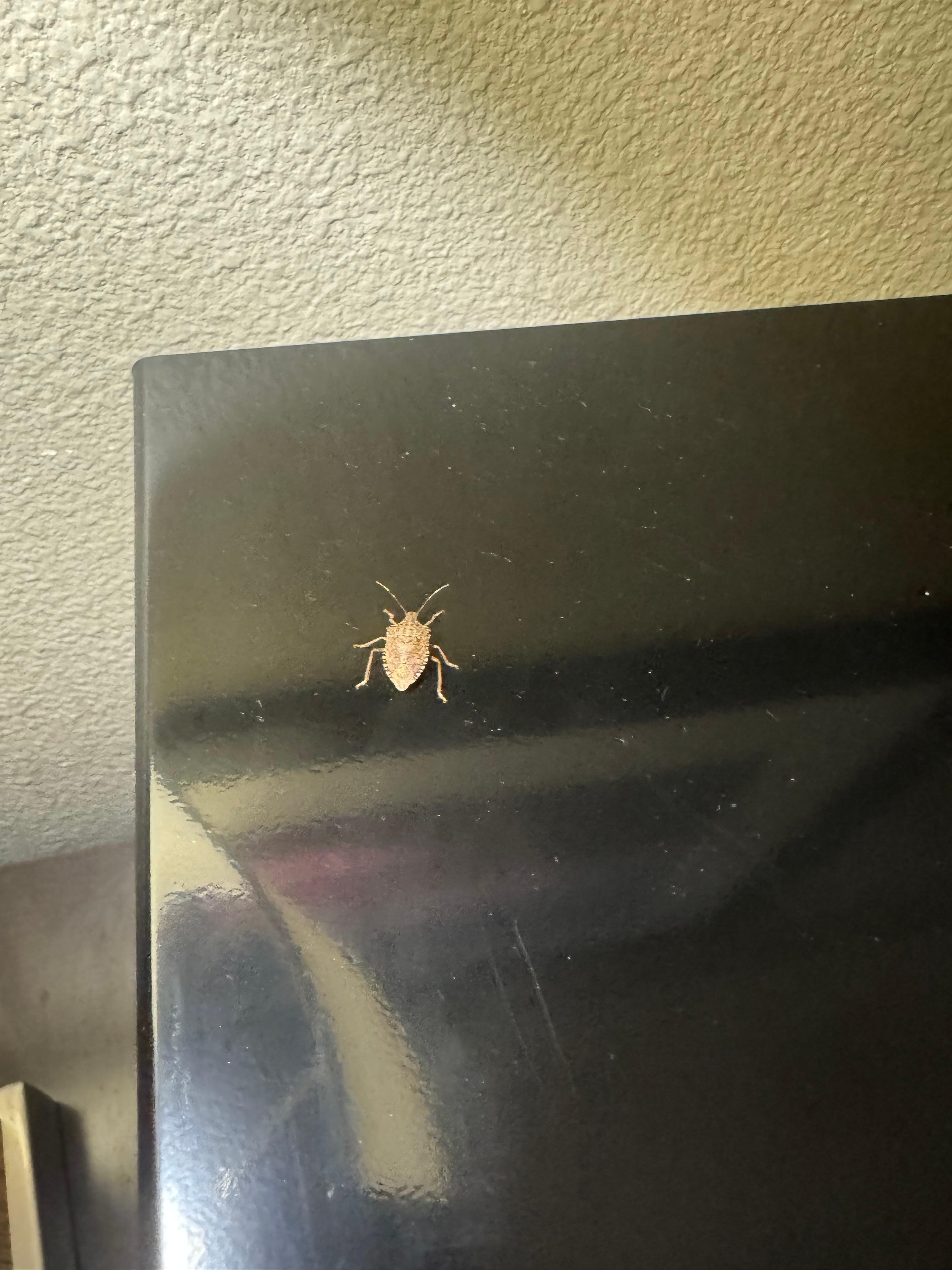 Bug crawling across microwave and also on the ceiling
