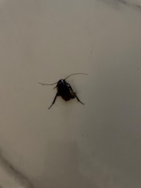 2nd roach I killed