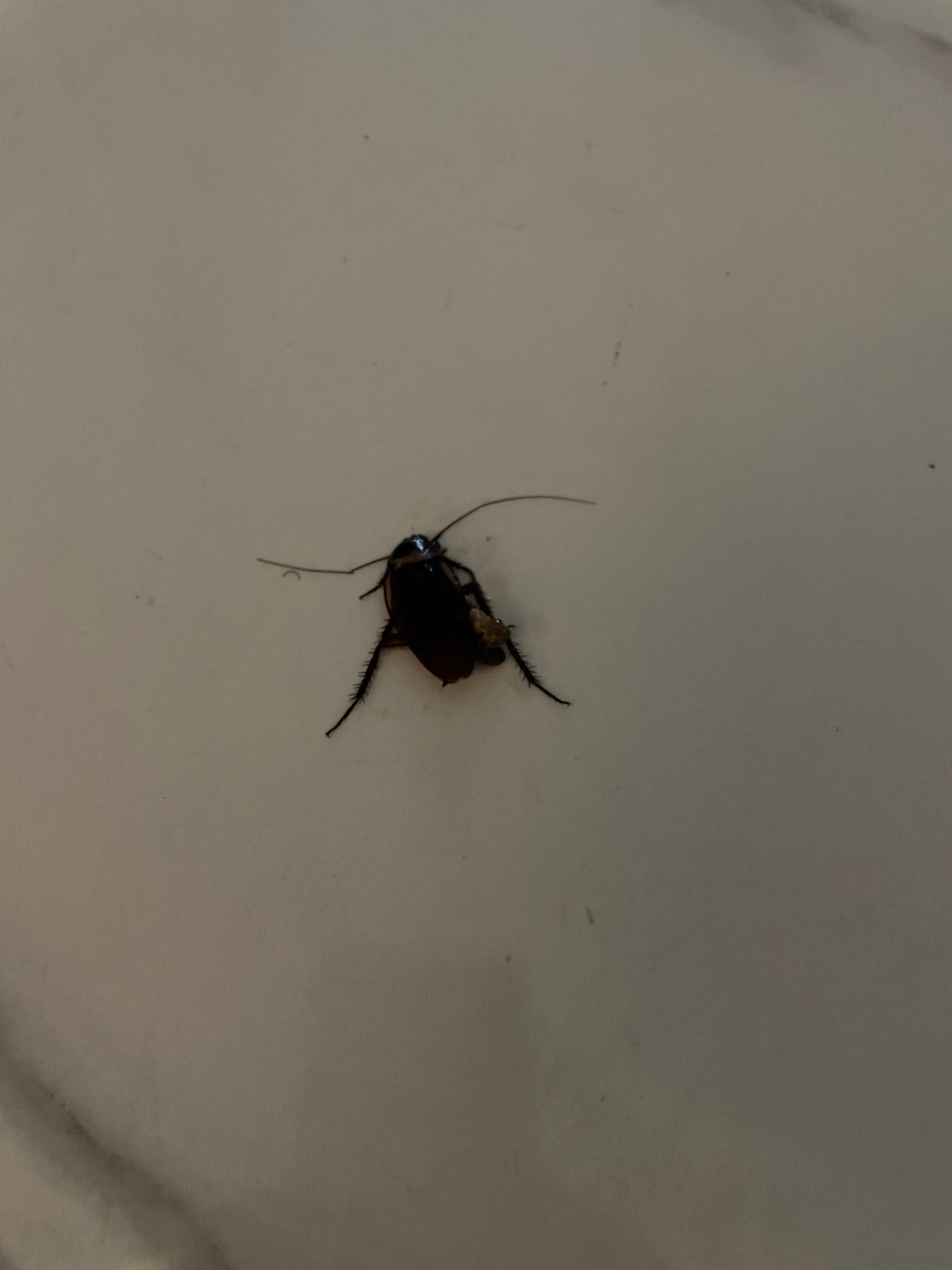 2nd roach I killed