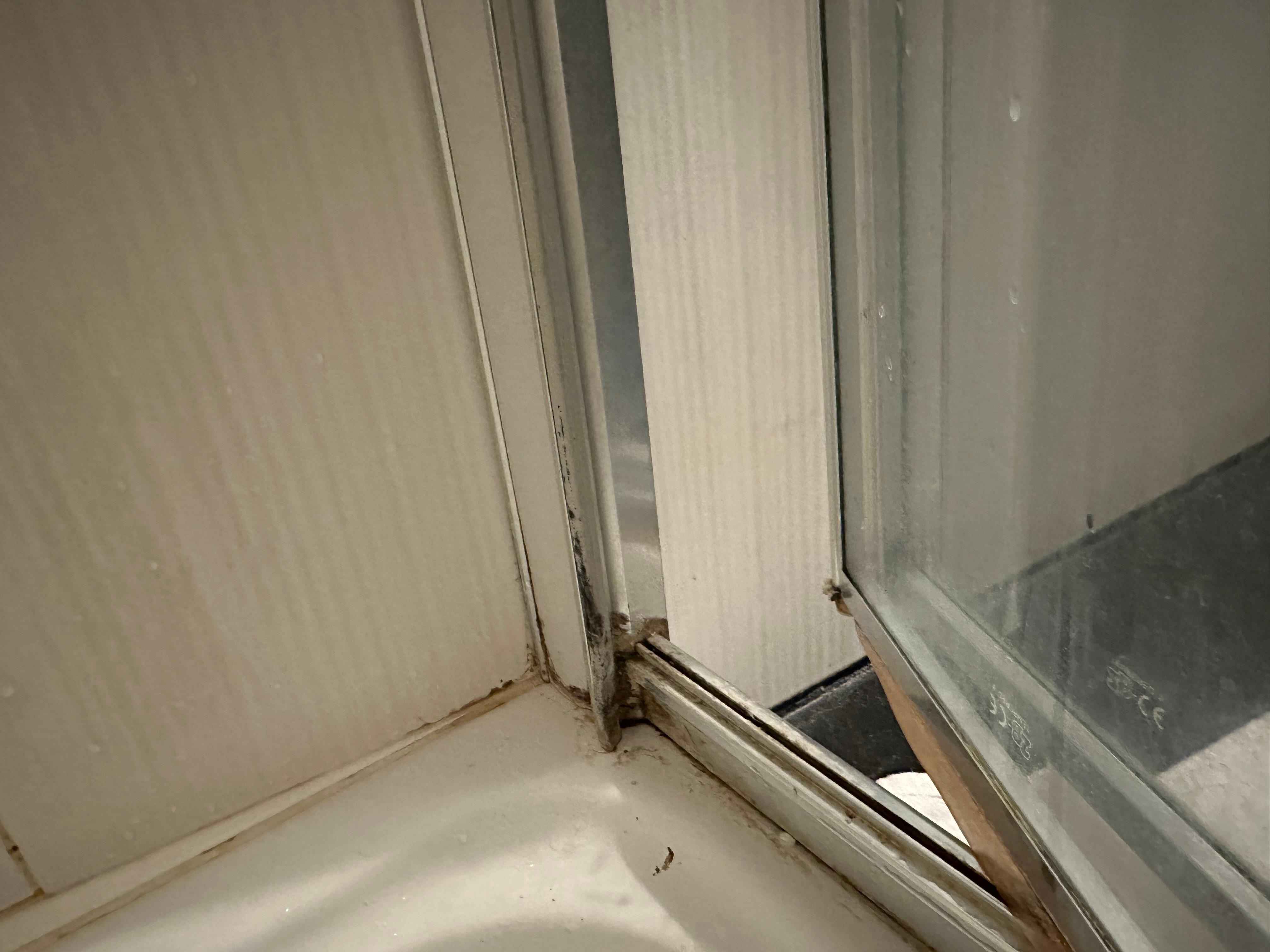 Black Mold