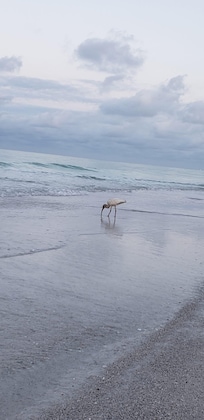 Morning walk on the beach