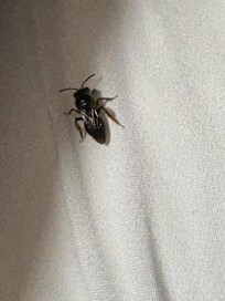 Bee in bed