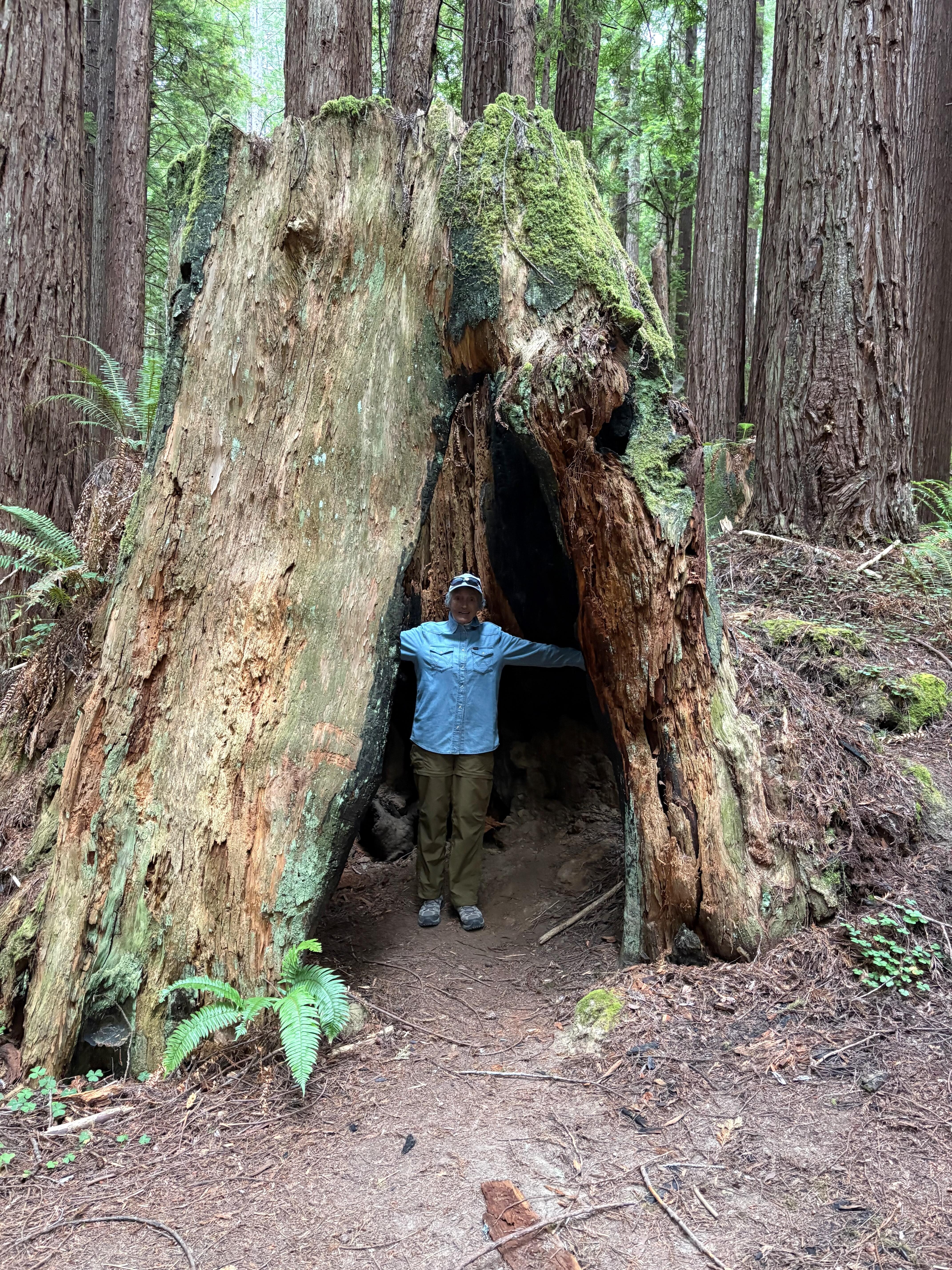 Ancient Redwood Stump