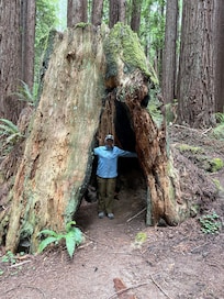 Ancient Redwood Stump