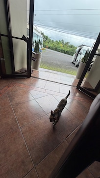 Kitty coming in to eat!! Adorable